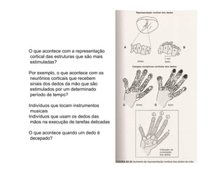 O que acontece com a representação
cortical das estruturas que são mais
estimuladas?
Por exemplo, o que acontece com os
neurônios corticais que recebem
sinais dos dedos da mão que são
estimulados por um determinado
período de tempo?
Indivíduos que tocam instrumentos
musicais
Indivíduos que usam os dedos das
mãos na execução de tarefas delicadas
O que acontece quando um dedo é
decepado?
 
