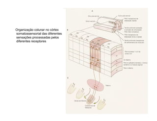 Organização colunar no córtex
somatossensorial das diferentes
sensações processadas pelos
diferentes receptores
 