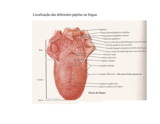 Localização das diferentes papilas na língua
(Não possui botões gustativos)
 