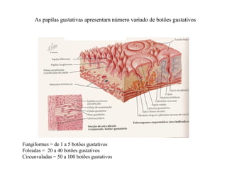 As papilas gustativas apresentam número variado de botões gustativos
Fungiformes = de 1 a 5 botões gustativos
Foleadas = 20 a 40 botões gustativos
Circunvaladas = 50 a 100 botões gustativos
 