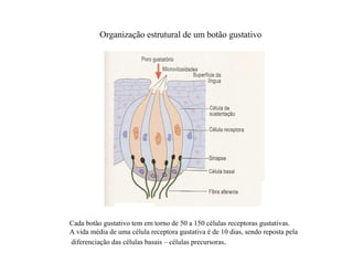 Organização estrutural de um botão gustativo
Cada botão gustativo tem em torno de 50 a 150 células receptoras gustativas.
A vida média de uma célula receptora gustativa é de 10 dias, sendo reposta pela
diferenciação das células basais – células precursoras.
 