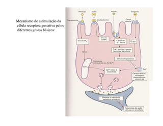 Mecanismo de estimulação da
célula receptora gustativa pelos
diferentes gostos básicos:
 