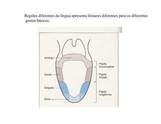Regiões diferentes da língua apresenta limiares diferentes para os diferentes
gostos básicos.
 