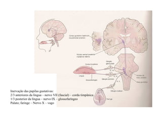 Inervação das papilas gustativas:
2/3 anteriores da língua – nervo VII (fascial) – corda timpânica
1/3 posterior da língua – nervo IX – glossofaríngeo
Palato; faringe – Nervo X – vago
 