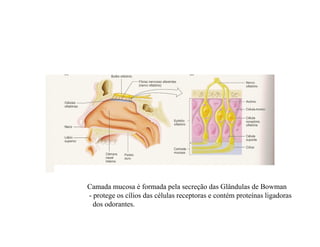 Camada mucosa é formada pela secreção das Glândulas de Bowman
- protege os cílios das células receptoras e contém proteínas ligadoras
dos odorantes.
 