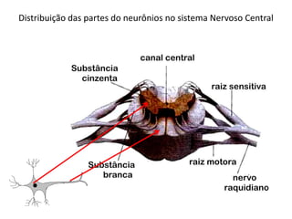 Distribuição das partes do neurônios no sistema Nervoso Central