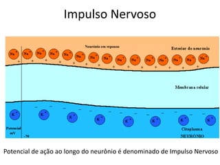 Impulso NervosoPotencial de ação ao longo do neurônio é denominado de Impulso Nervoso
