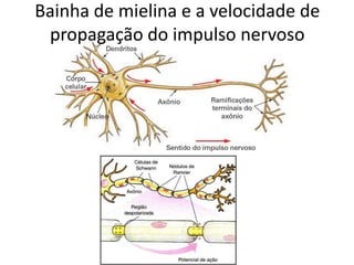 Bainha de mielina e a velocidade de propagação do impulso nervoso