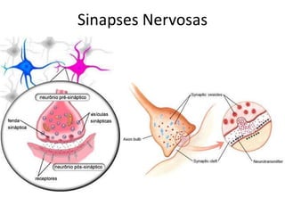 Sinapses Nervosas