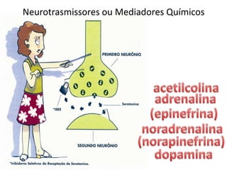 Neurotrasmissores ou Mediadores Químicosacetilcolinaadrenalina(epinefrina)noradrenalina(norapinefrina)dopamina