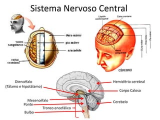 Sistema Nervoso CentralHemisfério cerebralDiencéfalo(Tálamo e hipotálamo)Corpo CalosoMesencéfaloCerebeloPonteTronco encefálicoBulbo