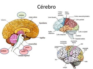 Cérebro