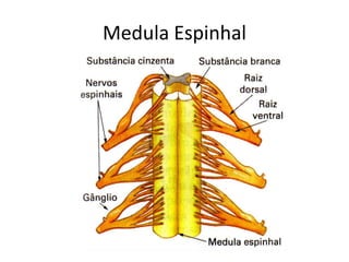 Medula Espinhal 