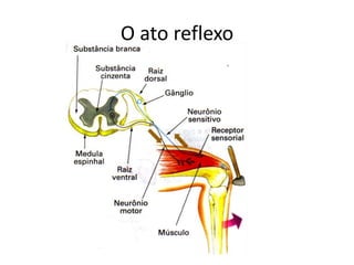 O ato reflexo