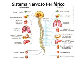 Sistema Nervoso Periférico
