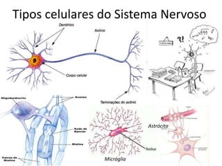 Tipos celulares do Sistema NervosoAstrócitoMicróglia