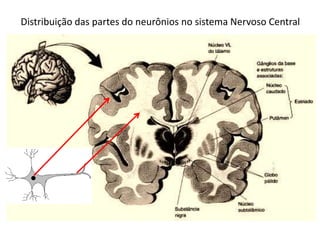 Distribuição das partes do neurônios no sistema Nervoso Central
