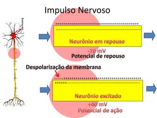 Sistema nervoso slides