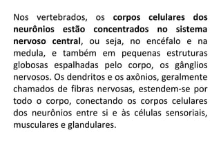 Nos vertebrados, os corpos celulares dos
neurônios estão concentrados no sistema
nervoso central, ou seja, no encéfalo e na
medula, e também em pequenas estruturas
globosas espalhadas pelo corpo, os gânglios
nervosos. Os dendritos e os axônios, geralmente
chamados de fibras nervosas, estendem-se por
todo o corpo, conectando os corpos celulares
dos neurônios entre si e às células sensoriais,
musculares e glandulares.

 