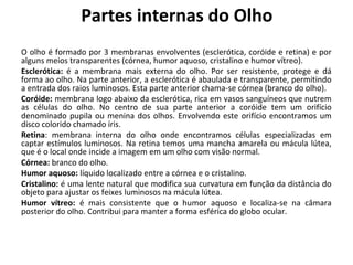 Partes internas do Olho
O olho é formado por 3 membranas envolventes (esclerótica, coróide e retina) e por
alguns meios transparentes (córnea, humor aquoso, cristalino e humor vítreo).
Esclerótica: é a membrana mais externa do olho. Por ser resistente, protege e dá
forma ao olho. Na parte anterior, a esclerótica é abaulada e transparente, permitindo
a entrada dos raios luminosos. Esta parte anterior chama-se córnea (branco do olho).
Coróide: membrana logo abaixo da esclerótica, rica em vasos sanguíneos que nutrem
as células do olho. No centro de sua parte anterior a coróide tem um orifício
denominado pupila ou menina dos olhos. Envolvendo este orifício encontramos um
disco colorido chamado íris.
Retina: membrana interna do olho onde encontramos células especializadas em
captar estímulos luminosos. Na retina temos uma mancha amarela ou mácula lútea,
que é o local onde incide a imagem em um olho com visão normal.
Córnea: branco do olho.
Humor aquoso: líquido localizado entre a córnea e o cristalino.
Cristalino: é uma lente natural que modifica sua curvatura em função da distância do
objeto para ajustar os feixes luminosos na mácula lútea.
Humor vítreo: é mais consistente que o humor aquoso e localiza-se na câmara
posterior do olho. Contribui para manter a forma esférica do globo ocular.

 