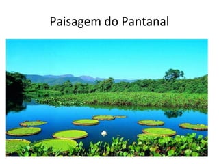 Paisagem do Pantanal

 