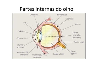 Partes internas do olho

 