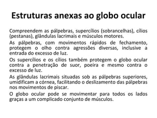 Estruturas anexas ao globo ocular
Compreendem as pálpebras, supercílios (sobrancelhas), cílios
(pestanas), glândulas lacrimais e músculos motores.
As pálpebras, com movimentos rápidos de fechamento,
protegem o olho contra agressões diversas, inclusive a
entrada do excesso de luz.
Os supercílios e os cílios também protegem o globo ocular
contra a penetração de suor, poeira e mesmo contra o
excesso de luz.
As glândulas lacrimais situadas sob as pálpebras superiores,
umidificam a córnea, facilitando o deslizamento das pálpebras
nos movimentos de piscar.
O globo ocular pode se movimentar para todos os lados
graças a um complicado conjunto de músculos.

 