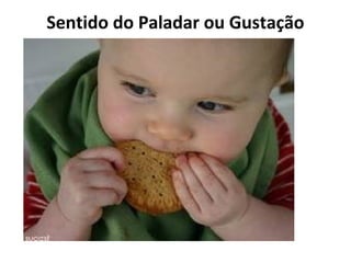 Sentido do Paladar ou Gustação

 
