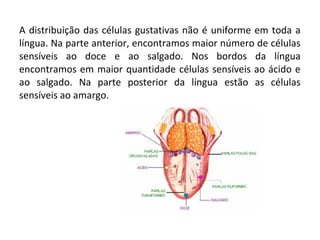 A distribuição das células gustativas não é uniforme em toda a
língua. Na parte anterior, encontramos maior número de células
sensíveis ao doce e ao salgado. Nos bordos da língua
encontramos em maior quantidade células sensíveis ao ácido e
ao salgado. Na parte posterior da língua estão as células
sensíveis ao amargo.

 