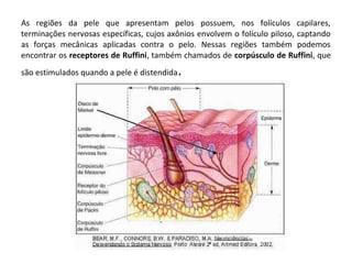 As regiões da pele que apresentam pelos possuem, nos folículos capilares,
terminações nervosas específicas, cujos axônios envolvem o folículo piloso, captando
as forças mecânicas aplicadas contra o pelo. Nessas regiões também podemos
encontrar os receptores de Ruffini, também chamados de corpúsculo de Ruffini, que
são estimulados quando a pele é distendida

.

 