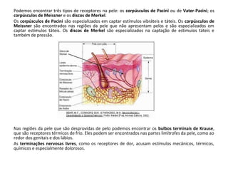 Podemos encontrar três tipos de receptores na pele: os corpúsculos de Pacini ou de Vater-Pacini; os
corpúsculos de Meissner e os discos de Merkel.
Os corpúsculos de Pacini são especializados em captar estímulos vibráteis e táteis. Os corpúsculos de
Meissner são encontrados nas regiões da pele que não apresentam pelos e são especializados em
captar estímulos táteis. Os discos de Merkel são especializados na captação de estímulos táteis e
também de pressão.

Nas regiões da pele que são desprovidas de pelo podemos encontrar os bulbos terminais de Krause,
que são receptores térmicos de frio. Eles podem ser encontrados nas partes limítrofes da pele, como ao
redor dos genitais e dos lábios.
As terminações nervosas livres, como os receptores de dor, acusam estímulos mecânicos, térmicos,
químicos e especialmente dolorosos.

 