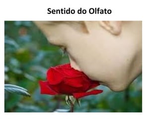 Sentido do Olfato

 