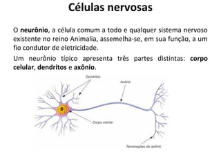 Células nervosas
O neurônio, a célula comum a todo e qualquer sistema nervoso
existente no reino Animalia, assemelha-se, em sua função, a um
fio condutor de eletricidade.
Um neurônio típico apresenta três partes distintas: corpo
celular, dendritos e axônio.

 