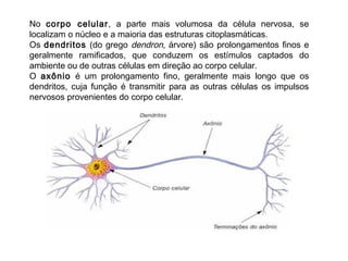 No corpo celular, a parte mais volumosa da célula nervosa, se
localizam o núcleo e a maioria das estruturas citoplasmáticas.
Os dendritos (do grego dendron, árvore) são prolongamentos finos e
geralmente ramificados, que conduzem os estímulos captados do
ambiente ou de outras células em direção ao corpo celular.
O axônio é um prolongamento fino, geralmente mais longo que os
dendritos, cuja função é transmitir para as outras células os impulsos
nervosos provenientes do corpo celular.

 