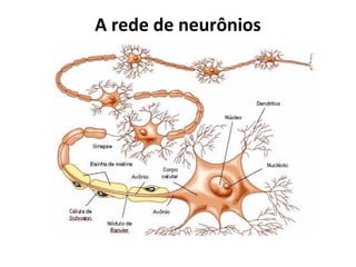 A rede de neurônios

 