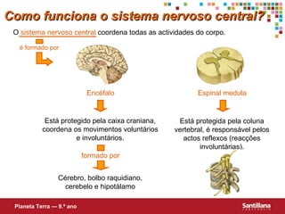 Como funciona o sistema nervoso central? O  sistema nervoso central  coordena todas as actividades do corpo. Está protegido pela caixa craniana, coordena os movimentos voluntários e involuntários. Encéfalo Cérebro, bolbo raquidiano, cerebelo e hipotálamo Espinal medula Está protegida pela coluna vertebral, é responsável pelos actos reflexos (reacções involuntárias). Planeta Terra — 9.º ano é formado por formado por 
