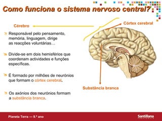 Cérebro Substância branca Córtex cerebral Como funciona o sistema nervoso central? Planeta Terra — 9.º ano Responsável pelo pensamento, memória, linguagem, dirige  as reacções voluntárias…  Divide-se em dois hemisférios que coordenam actividades e funções específicas.   É formado por milhões de neurónios que formam o  córtex cerebral .  Os axónios dos neurónios formam a  substância branca .  