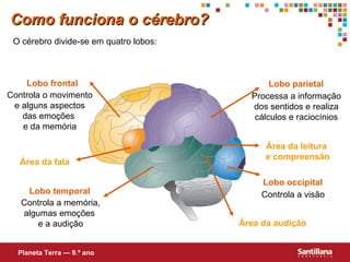 O cérebro divide-se em quatro lobos: Processa a informação dos sentidos e realiza cálculos e raciocínios Controla o movimento e alguns aspectos das emoções  e da memória Controla a memória, algumas emoções  e a audição Controla a visão Lobo frontal Lobo temporal Lobo occipital Lobo parietal Área da fala Área da leitura  e compreensão Área da audição Como funciona o cérebro? Planeta Terra — 9.º ano 