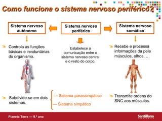 Sistema nervoso periférico Estabelece a comunicação entre o sistema nervoso central e o resto do corpo. Sistema nervoso somático Sistema nervoso autónomo —  Sistema parassimpático —  Sistema simpático Como funciona o sistema nervoso periférico? Planeta Terra — 9.º ano Recebe e processa informações da pele músculos, olhos, …   Transmite ordens do SNC aos músculos.  Controla as funções básicas e involuntárias do organismo. Subdivide-se em dois sistemas.  
