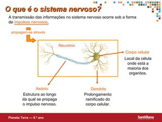 O que é o sistema nervoso? A transmissão das informações no sistema nervoso ocorre sob a forma de  impulsos   nervosos . Local da célula onde está a maioria dos organitos. Prolongamento ramificado do corpo celular. Estrutura ao longo da qual se propaga o impulso nervoso. Corpo celular Dendrite Axónio Planeta Terra — 9.º ano Neurónio propagam-se através 
