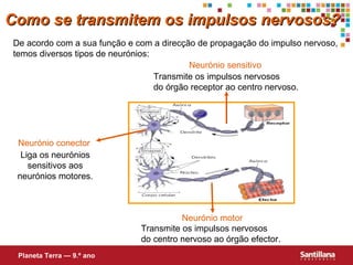 De acordo com a sua função e com a direcção de propagação do impulso nervoso, temos diversos tipos de neurónios: Neurónio sensitivo Neurónio conector Neurónio motor Transmite os impulsos nervosos  do órgão receptor ao centro nervoso. Liga os neurónios sensitivos aos neurónios motores. Transmite os impulsos nervosos  do centro nervoso ao órgão efector. Como se transmitem os impulsos nervosos? Planeta Terra — 9.º ano 
