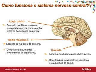 Bolbo raquidiano Corpo caloso Como funciona o sistema nervoso central? Cerebelo Planeta Terra — 9.º ano Localiza-se na base do cérebro.   Controla os movimentos   involuntários do organismo.  Formado por fibras nervosas  que estabelecem a comunicação entre os hemisférios cerebrais.   Também se divide em dois hemisférios. Coordena os movimentos voluntários e o equilíbrio do corpo.  
