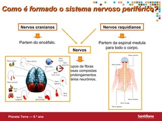 Como é formado o sistema nervoso periférico? Nervos cranianos Nervos raquidianos Partem do encéfalo. Partem da espinal medula para todo o corpo. Nervos Grupos de fibras nervosas compostas por prolongamentos de vários neurónios. Planeta Terra — 9.º ano 