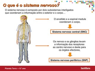 O que é o sistema nervoso? O sistema nervoso é composto por dois subsistemas interligados que coordenam a informação entre o exterior e o corpo… O encéfalo e a espinal medula coordenam o corpo. Os nervos e os gânglios levam  a informação dos receptores  ao centro nervoso e deste para  os órgãos efectores. Sistema nervoso central (SNC) Sistema nervoso periférico (SNP) Planeta Terra — 9.º ano 