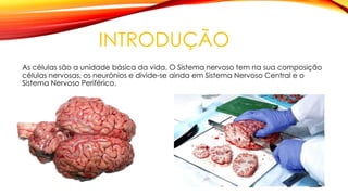 INTRODUÇÃO
As células são a unidade básica da vida. O Sistema nervoso tem na sua composição
células nervosas, os neurónios e divide-se ainda em Sistema Nervoso Central e o
Sistema Nervoso Periférico.
 