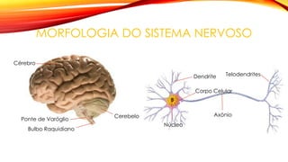 MORFOLOGIA DO SISTEMA NERVOSO
Cérebro
Ponte de Varóglio
Bulbo Raquidiano
Cerebelo
Dendrite
Corpo Celular
Núcleo
Axónio
Telodendrites
 