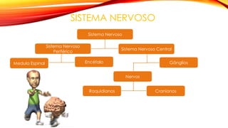 SISTEMA NERVOSO
Sistema Nervoso
Sistema Nervoso Central
Sistema Nervoso
Periférico
EncéfaloMedula Espinal Gânglios
Nervos
CranianosRaquidianos
 