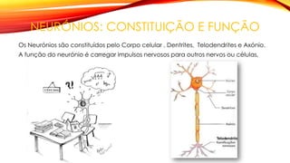 NEURÓNIOS: CONSTITUIÇÃO E FUNÇÃO
Os Neurónios são constituídos pelo Corpo celular , Dentrites, Telodendrites e Axónio.
A função do neurónio é carregar impulsos nervosos para outros nervos ou células.
 