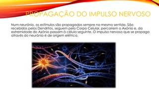 PROPAGAÇÃO DO IMPULSO NERVOSO
Num neurónio, os estímulos são propagados sempre no mesmo sentido. São
recebidos pelos Dendritos, seguem pelo Corpo Celular, percorrem o Axónio e, da
extremidade do Axónio passam á célula seguinte. O impulso nervoso que se propaga
através do neurónio é de origem elétrica.
 