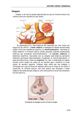 SISTEMA NEURO-HORMONAL

Sinapses
Sinapse é um tipo de junção especializada em que um terminal axónico faz
contacto com outro neurónio ou tipo celular.

. As membranas pré e pós-sinápticas são separadas por uma fenda com
largura de 20 a 50 nm - a fenda sináptica. A passagem do impulso nervoso nessa
região é feita por substâncias químicas, os neurotransmissores, libertados na
fenda sináptica. O terminal axónico contém pequenas vesículas membranosas
esféricas que armazenam neurotransmissores - as vesículas sinápticas. A
membrana dendrítica relacionada com as sinapses (pós-sináptica) apresenta
moléculas (proteínas) especializadasue reconhecem os neurotransmissores. A
essas proteínas dá-se o nome de receptores. Por isso, a transmissão do impulso
nervoso ocorre sempre do axónio de um neurónio para a dendrite ou corpo
celular do neurónio seguinte. Podemos dizer então que nas sinapses, a
informação que viaja na forma de impulsos eléctricos ao longo de um axónio é
convertida, no terminal axónico, num sinal químico que atravessa a fenda
sináptica. Na membrana pós-sináptica, este sinal químico é convertido novamente
em sinal eléctrico.

Transmissão da mensagem nervosa através da sinápse

10/18

 